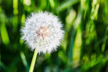 Dandelion with stem on natural background, close-up. Macro with shallow depth of field - focus on dandelion seeds. Dandelion flower on summer meadow.