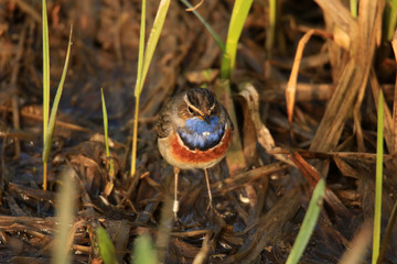 Blaukehlchen auf feuchtem Boden