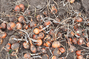 Freshly harvested onions on soil background in garden. Homegrown vegetables concept.