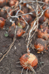 Freshly harvested onions on soil background in garden. Homegrown vegetables concept.
