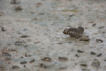 Mudskipper jumping on tideland, Sabah, Borneo, Malaysia
