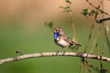 Singendes Blaukehlchen