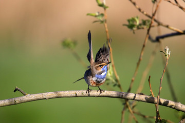 Blaukehlchen beim Abflug