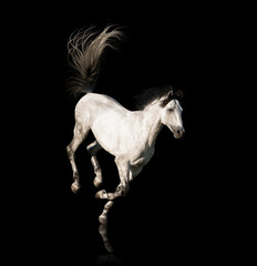Fototapeta na wymiar White Andalusian horse with black legs and mane galloping isolated on black background
