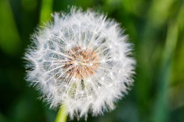 Dandelion on natural background, close-up. Macro with shallow depth of field - focus on dandelion seeds. Dandelion flower on summer meadow.