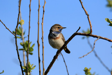 Zur Seite schauendes Blaukehlchen vor blauem Himmel