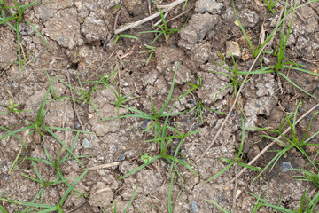 empty space for plantation background texture