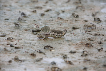 Mudskipper jumping on tideland, Sabah, Borneo, Malaysia