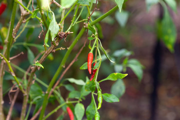 close up of chilli pepper plant in farm