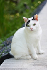 Obraz na płótnie Canvas Cute white and black cat sitting enjoy with green grass in garden.