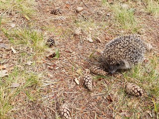 Hedgehog. Beautiful little forest animal hedgehog resting on the ground and searching for food in the summer.