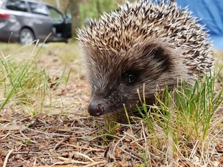 Hedgehog. Beautiful little forest animal hedgehog resting on the ground and searching for food in the summer.