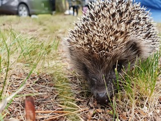 Hedgehog. Beautiful little forest animal hedgehog resting on the ground and searching for food in the summer.