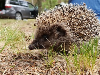 Hedgehog. Beautiful little forest animal hedgehog resting on the ground and searching for food in the summer.