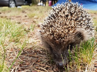 Hedgehog. Beautiful little forest animal hedgehog resting on the ground and searching for food in the summer.