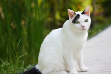 Naklejka na ściany i meble Cute white and black cat sitting enjoy with green grass in garden.