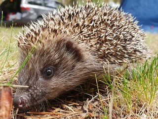 Hedgehog. Beautiful little forest animal hedgehog resting on the ground and searching for food in the summer.