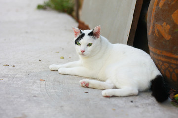 Cute white and black cat sitting enjoy with green grass in garden.