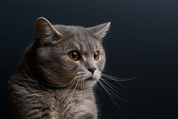 Portrait of cute cat scottish straight in studio with dark background. Copy space. Close up.