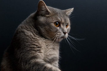 Fototapeta na wymiar Portrait of cute cat scottish straight in studio with dark background. Copy space. Close up.