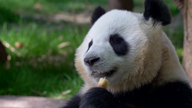 Giant Panda eating bamboo