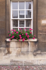 Fototapeta na wymiar Flower and Window