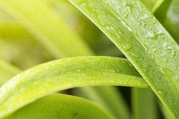Closeup green leaf with nature background in garden with sunlight