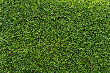 Obraz premium Big green wall of cupressus tree as background, texture. Natural wallpaper.