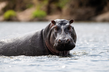African commin Hippopotamus (Hippopotamus amphibius) in lake, Masai Mara, Kenya