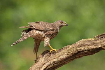 Northern Goshawk in the wild