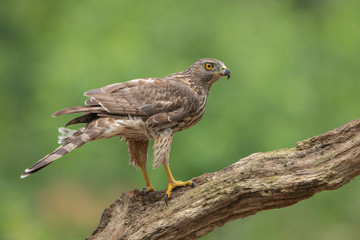 Northern Goshawk in the wild