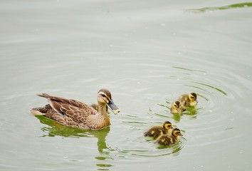 カルガモの親子