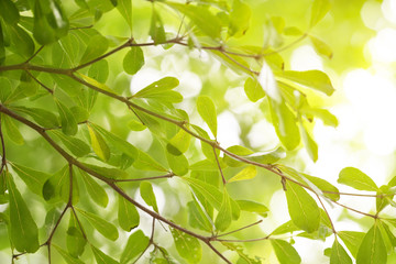 Closeup green leaf with nature background in garden with sunlight