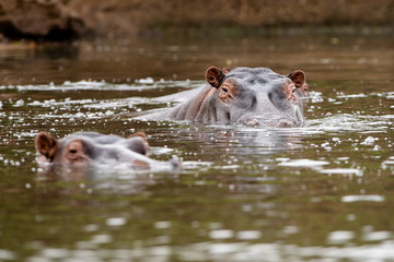 Fototapeta premium African commin Hippopotamus (Hippopotamus amphibius) in lake, Masai Mara, Kenya