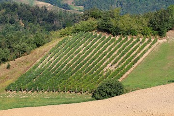 Beautiful hilly landscape characterized by grapes cultivation