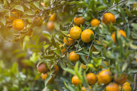 Ripe oranges hanging on a tree in orange grove, artificial light, selective focus, copy space  