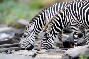 Fototapeta na wymiar Zebra drinking, Masai Mara, Kenya