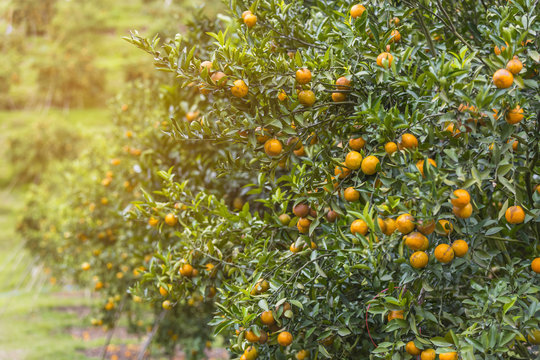 Orange trees, Bunch of ripe oranges hanging on a tree, artificial light, copy space, selective focus 
