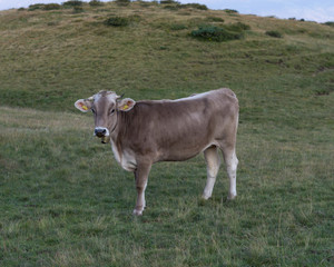 Cow in Austria