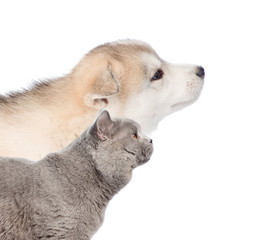close up of a dog and cat in profile. isolated on white background