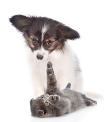 papillon puppy with playful kitten. isolated on white background