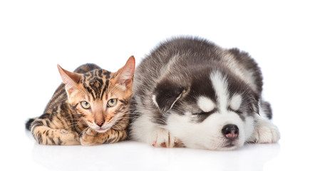 Fototapeta premium Siberian Husky puppy is sleeping with a bengal kitten. isolated on white background