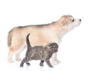 Obraz premium Siberian Husky and kitten in profile. Isolated on white background