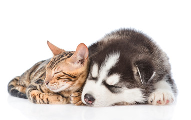 Siberian Husky puppy and bengal kitten sleeping together. isolated on white background