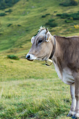 Austrian Cow
