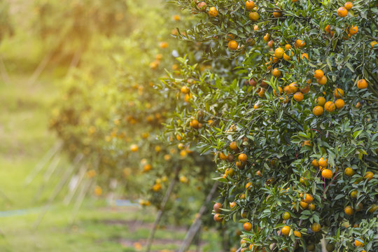 Orange trees, Bunch of ripe oranges hanging on a tree and Trees Prop Up, artificial light, copy space, selective focus 
