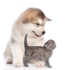 Alaskan malamute puppy with kitten in profile. Isolated on white background