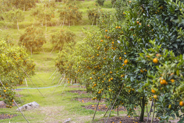 Orange trees, Bunch of ripe oranges hanging on a tree and Trees Prop Up, artificial light, copy space, selective focus 