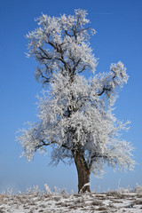 Naklejka premium Pear-tree