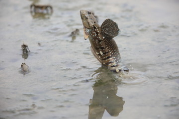 Mudskipper jumping on tideland, Sabah, Borneo, Malaysia